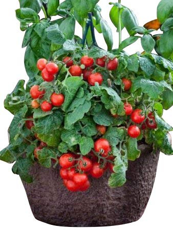 Busch-Tomate -Red Robin- 10 Samen -Balkon/Topf-Tomate-