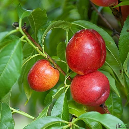Teller-Nektarine Busch Prunus persica nucipersica 100-150 cm Lieferhöhe, Stammhöhe ca 40-60 cm