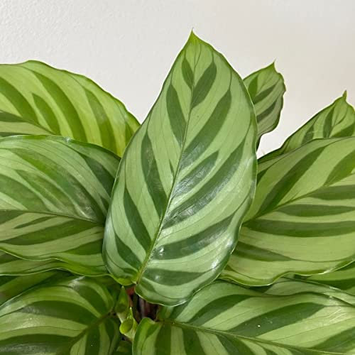 1 PIANTA DI CALATHEA FREDDIE IN VASO 11CM DA INTERNO APPARTAMENTO antinquinamento