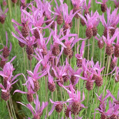 6 x Schopf Lavendel - Lavandula Stoechas Pedunculata Topf 9x9cm: Schopfartige Blüten, duftend, mediterranes Flair.