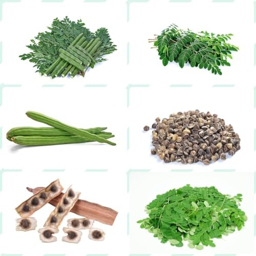 100 pcs moringa samen - küchenkräuter vegetable seeds bohnenkraut pflanze,Moringa oleifera, wintergemüse saatgut dekopflanzen kräuter pflanzen bonsai topf baumsamen alte gemüsesorten