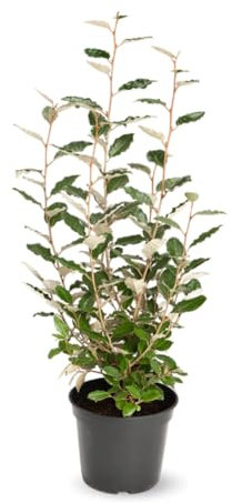 Attitude Jardin - Eleagnus ebbingei - plantes de haies - 100-120 cm - ⌀ 22 cm - plante d'extérieur