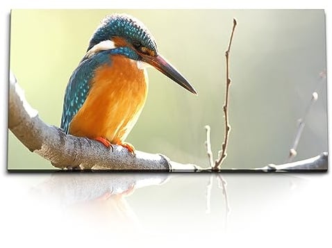 Paul Sinus Wandbild 120x60cm Eisvogel – Naturwunder und Farbenspiel in Perfektion. Ein wunderschöner Eisvogel auf einem Ast.