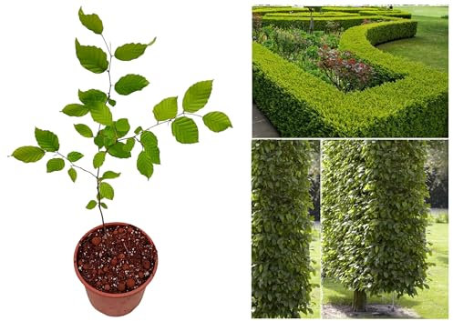 Fagus Japonica,Japanese Beech Tree,30–60cm Stem,Beech Hedging Plant,Hardy&Health