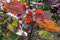 Populus deltoides 'Purple Tower' 80-100 cm - Purpur-Pappel, auffällige purpurne Blätter, ideal für Sichtschutz, schnellwachsend, pflegeleicht