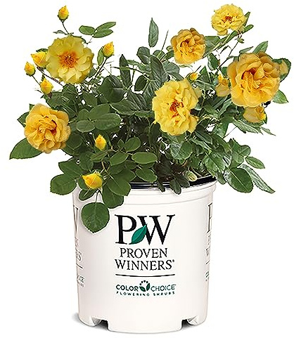 Proven Winners 2 Gal. Rose Rise Up Ringo Shrub