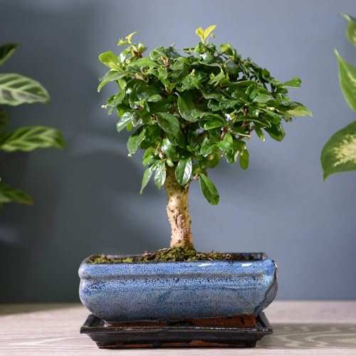 Carbeth Plants - Carmona Microphylla Bonsai in 12cm Ceramic Pot inc Drip Tray - Oriental Fukien Tea Tree - Indoor Plant