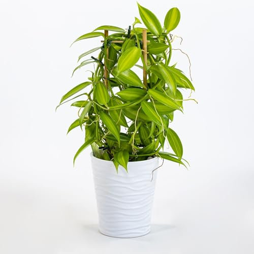 Pianta vera di Orchidea Vanilla planifolia - Diametro Vaso Ø 12 cm