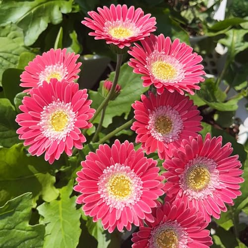 gerbera - balkonblumen - seltene serie - gartenpflanzen blumendeko bonsai gerbera zimmerpflanzen stauden gartenblumen balkonpflanzen 1000samen