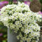 Benoon Clematis Seeds, 100 Stück/Beutel Clematis Seeds Gesund Einfach Zu Pflanzen DIY House Dekorative Pflanzen Samen Für Zu Hause Gelb Clematis Samen