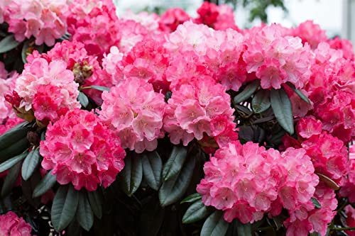 Rhododendron yakushimanum 'Fantastica' 25-30 cm - Rhododendron, rosa-rote Blüten, Blütezeit Mai-Juni, ideal für Kübel, winterhart und pflegeleicht