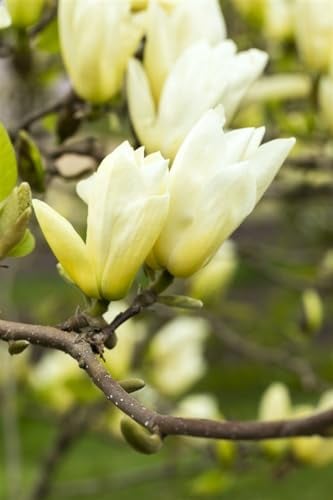 Magnolia 'Yellow River' 60–80 cm – Winterhart, Mehrjährig, Pflegeleicht – Magnolie – Ziergehölz für Garten & Vorgarten