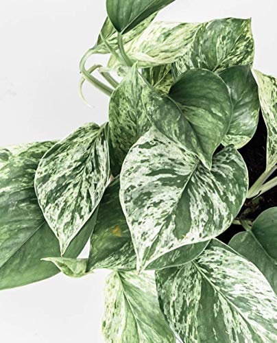 Pianta di POTHOS AUREUS MARBLE QUEEN ‘Epipremnum Aureum’ - in vaso Ø 12 cm – h. 15/20 cm