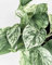 Pianta di POTHOS AUREUS MARBLE QUEEN ‘Epipremnum Aureum’ - in vaso Ø 12 cm – h. 15/20 cm