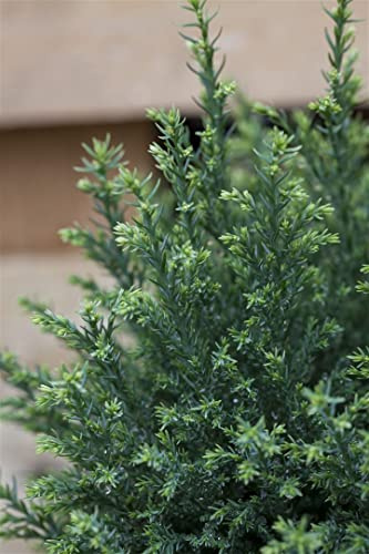 Chamaecyparis lawsoniana 'Snow White' 15-20 cm - Lawsons Scheinzypresse, weiß-grüne Nadeln, ideal für Kübel und Rabatten, winterhart, pflegeleicht