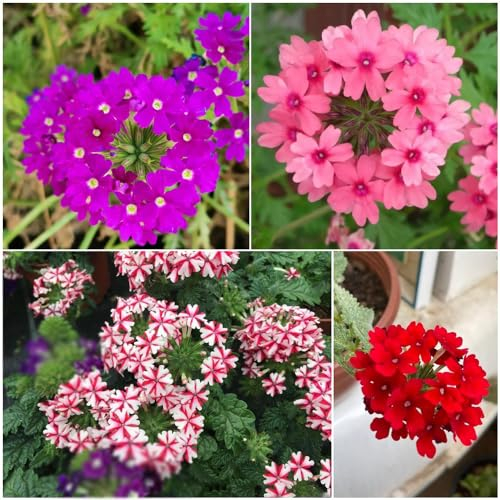 200 pcs eisenkraut samen winterharte stauden schnittblumen samen samen blumen samen saatgut blumenwiese samen mehrjährig blumensamen geschenk wildblumensamen mehrjährig winterhart