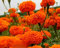 African Marigold 'Sierra Orange' - 300 Seeds (Tagetes erecta) + Plant tag + Freebie