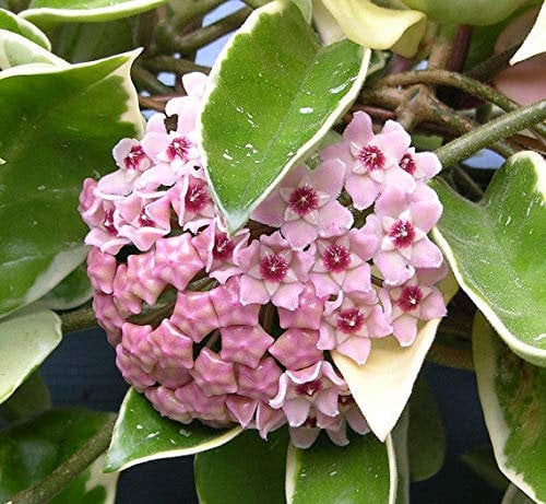 Portal Cool 1 Pianta Hoya Krimson Queen Of Wax Flower Pot 12cm Perenni