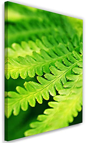 Feeby Vlies Leinwandbild XXL Farn Makro Pflanzen 80x120 cm Wandbild Kunst Bilder Schlafzimmer Deko Wohnzimmer Nahaufnahme Natur Blätter Grün