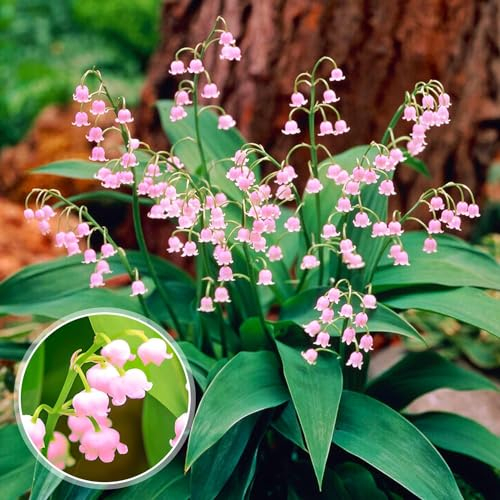 Rosa Convallaria Majalis Maiglöckchen Stauden (10 Wurzeln/Zwiebeln), Große winterharte mehrjährige Parfum Pflanzen aus Holland für Garten und Topf (große Knollen, kein Samen und nicht künstlich)