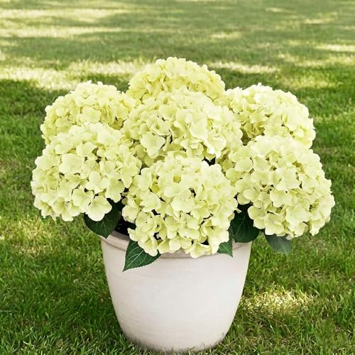 Generico 7 mazzi ortensia artificiali con 35 boccioli, Vaso Finte da Esterno, UV-Resistenti Pianta Finta, veranda, cortile, decorazioni per matrimoni all'aperto. (Verde chiaro)