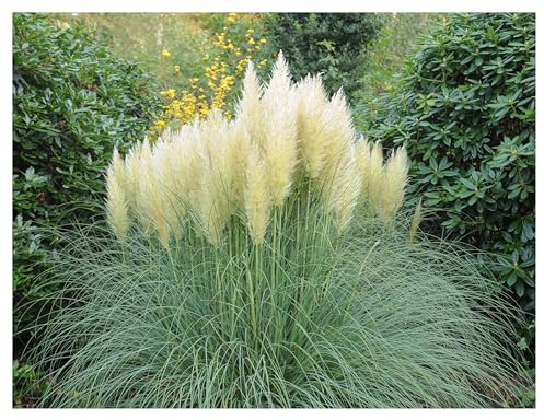 3 x Cortaderia selloana 'Pumila' im 1 Liter Topf (Ziergras/Gräser/Winterhart/Mehrjährig/Immergrün) Weißes Zwerg Pampasgras - Der kleine Riese unter den Pampasgräsern - von Stauden Gänge