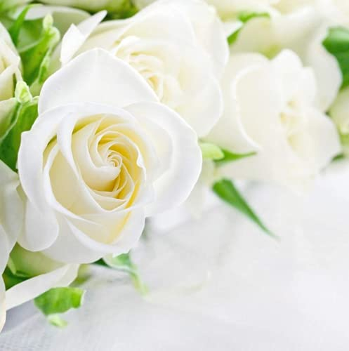200 Stück Reine Weiße Rosen samen Zum Pflanzen Sommerblühender Blumen Starkes Aroma Werden Sie Zu Ihrem Hausgarten Große Dekoration Einstiegssorte