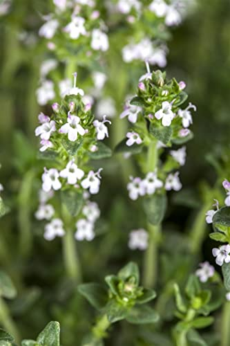 Thymus serpyllum var. albus 9x9 cm Topf – Winterhart, Mehrjährig, Pflegeleicht – Weißer Sandthymian – Bodendecker für Steingarten & Fugen