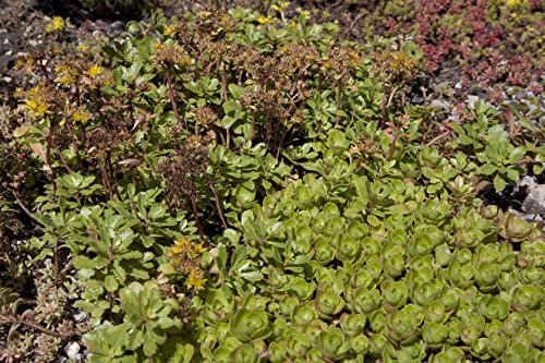 Sedum spurium ca. 9x9 cm Topf - Teppich-Fetthenne, rosa Blüten, Blütezeit Juni-August, ideal für Steingärten, trockenheitsresistent, pflegeleicht