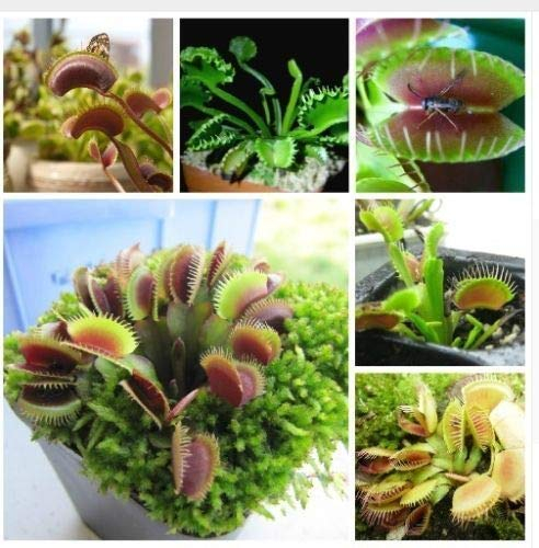 vegherb 100 Venusfliegenfalle muscipula Fleisch fressende Blumensamen Flytrap Bug Essen