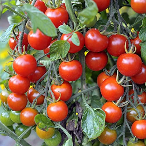 Primavera Tomate 10 Bio-Samen - frühreif und ertragreich