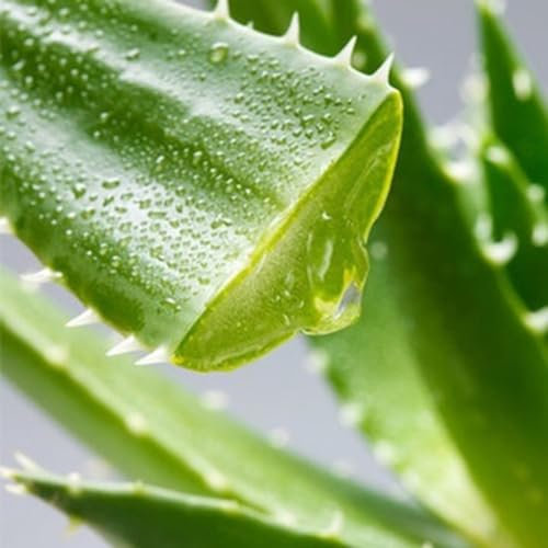 kiskick Züchten Sie Ihre eigenen Gemüsesamen – 100 Stück seltene Aloe Vera-Samen, saftige Anti-Strahlungs-Hausgarten-Bonsai-Pflanze Violett Aloe-Vera-Samen