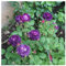 CFGRDEW Rosen pflanzen winterhart - Rose pflanzen knollen winterhart - Strauchrosen, Duftrosen, Hybridrosen, zweifarbige Rosen-2Pflanze-E
