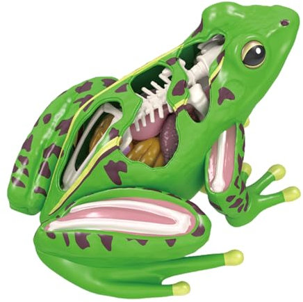 Zeiwohndc Gadget Tecnología Biológica Juguete Enseñanza Científica Modelo Ranas Anatómicas Kits Experimentos Escolares Equipo Educativo