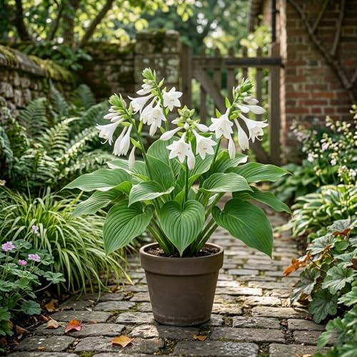 Rizomas de Hosta (Verde), Planta Perenne Resistente al Frío, Ideal para Zonas de Sombra y Decoración de Jardines-4 bulbo