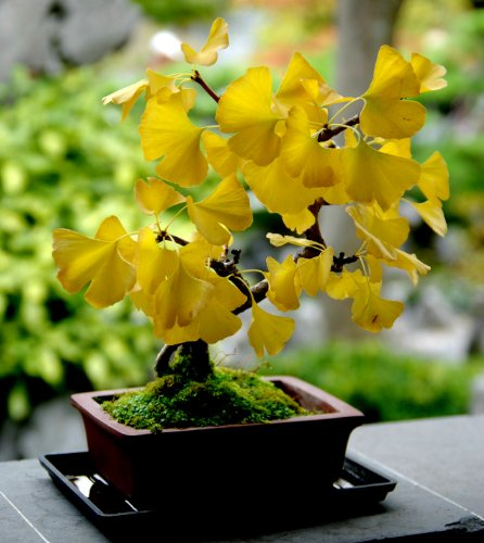 Cimelio organici 5 Ginkgo Biloba Gingko albero di maidenhair semi Noci Bonsai cresciute da seme T019