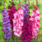 Gladiolen Zwiebeln, Gladiolen MehrjäHrig, Gladiolenzwiebeln (Winterhart/Stauden/Staude/Mehrjährig), Winterhart Gladiolen Knollen, Hoher Zierwert, Blumenzwiebeln,-3zwiebeln-J