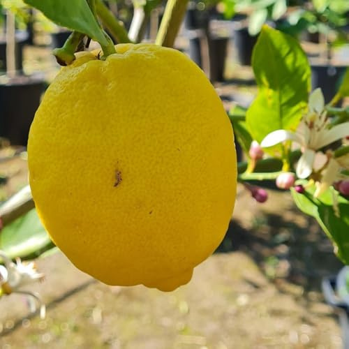 PIANTA DI LIMONE DOLCE in vaso 24- età 3/4 anni (foto reali)