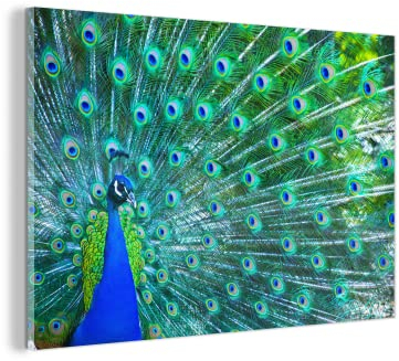 MuchoWow Glasbild Glasfoto Wandbild Bilder Deko 60x40 cm Pfau - Blau - Tiere