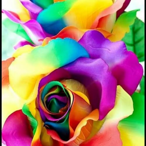 Rosenpflanze zwiebeln,winterharte pflanzen,starker Rosenduft,Rosenrhizom,mehrere Blütenblätter,mehrjährige krautige Pflanzen,blumenzwiebeln mehrjährig winterhart(naturbelassen)-4zwiebeln-D