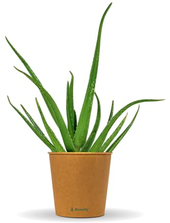 Bloomify® Aloe Vera Pflanze Alfonso | 50-75 cm hohe echte Aloe Vera für Kübel, Balkon oder als Zimmerpflanze | Pflegeleichte Pflanze mit viel Aloe Vera Gel in den Blättern