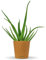 Bloomify® Aloe Vera Pflanze Alfonso | 50-75 cm hohe echte Aloe Vera für Kübel, Balkon oder als Zimmerpflanze | Pflegeleichte Pflanze mit viel Aloe Vera Gel in den Blättern