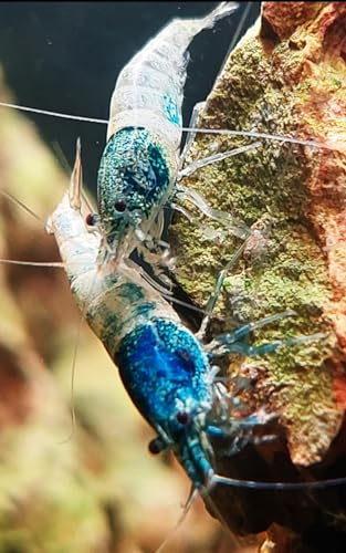 Garnelenglück - Garnelen in diversen Farben und Muster - 5 Stück (Crazy Blue/Blue Bolt - Caridina - blau/weiß)