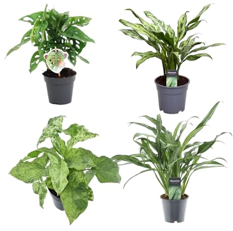 Green Bubble Trendyplants - Trendy mix 4 Pflanzen - Monstera Obliqua 'Monkey Leaf' - 25 cm - Ø12 - Aglaonema Juliette - 40 cm - Ø12 - Syngonium Mottled - 25 cm - Ø12 - Aglaonema Cutlass - 40 cm - Ø12