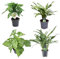 Green Bubble Trendyplants - Trendy mix 4 Pflanzen - Monstera Obliqua 'Monkey Leaf' - 25 cm - Ø12 - Aglaonema Juliette - 40 cm - Ø12 - Syngonium Mottled - 25 cm - Ø12 - Aglaonema Cutlass - 40 cm - Ø12