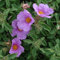 Plant World Seeds - Cistus Creticus Seeds