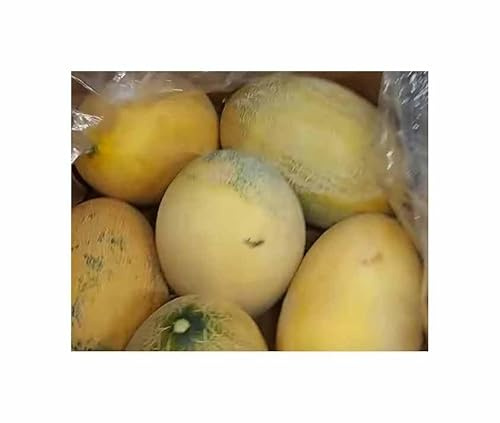 Stk - 15x Usbekische Honigmelone Obst frische Pflanzen - Samen A461 - Seeds & Plants Shop by Ipsa