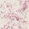 Papier peint vintage beige et rose pâle | Tapisserie fleurie romantique pour chambre adulte | Papier peint fleur de cerisier intissé
