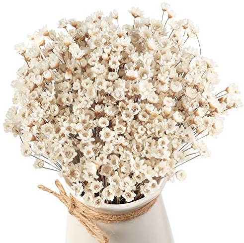 500 Pcs Mini Natural Dry Chamomile Flowers Decoration