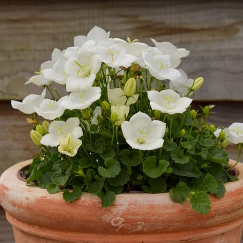 White Campanula Plants. 'Pearl White'. Bellflower. Perennial Flowers. Plants for Pollinators. 1L Plant. Available from Bedwen Plants.